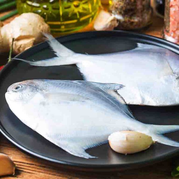 White Pomfret